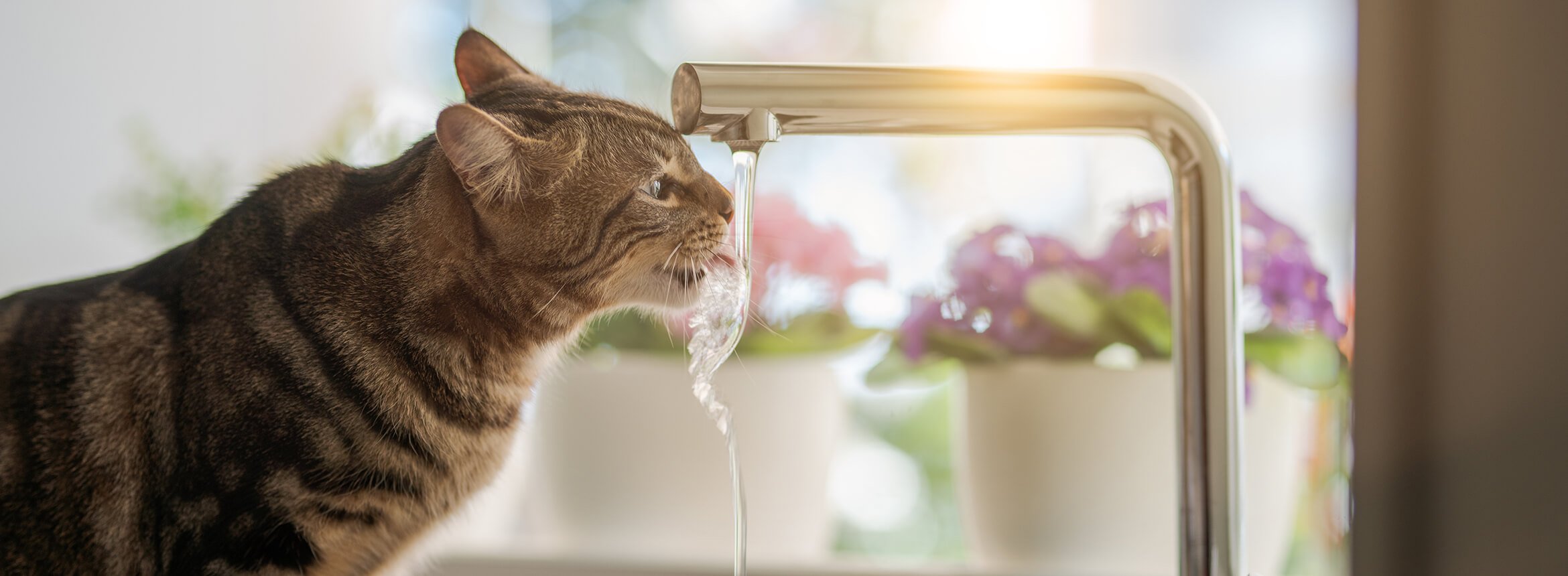 An application scenario or product detail of should cats drink cold water - Image 1