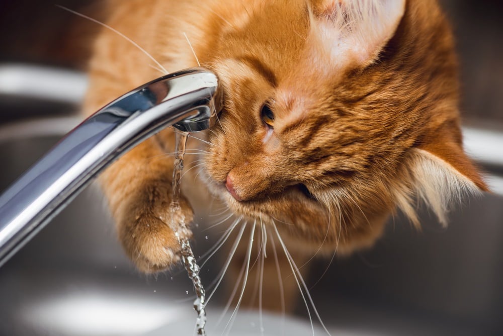 An application scenario or product detail of should cats drink cold water - Image 9