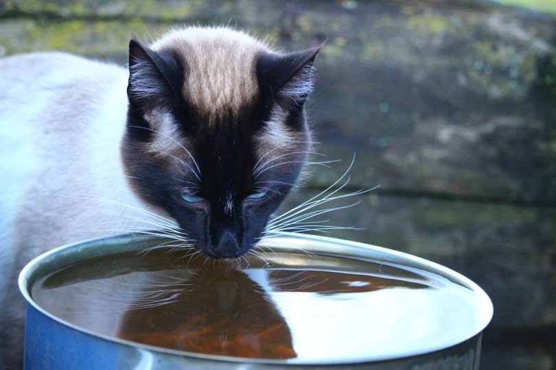 An application scenario or product detail of should cats drink cold water - Image 17