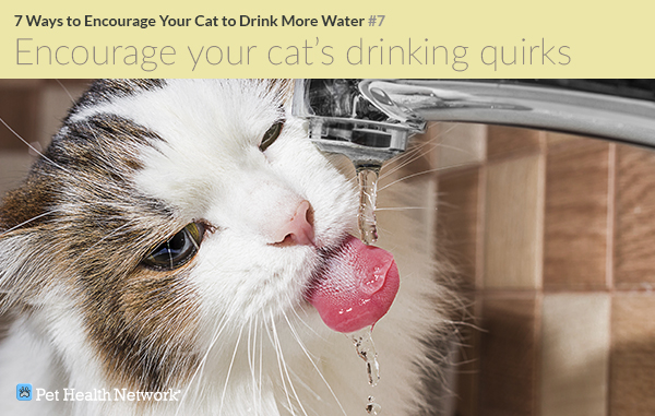 An application scenario or product detail of should cats drink cold water - Image 18