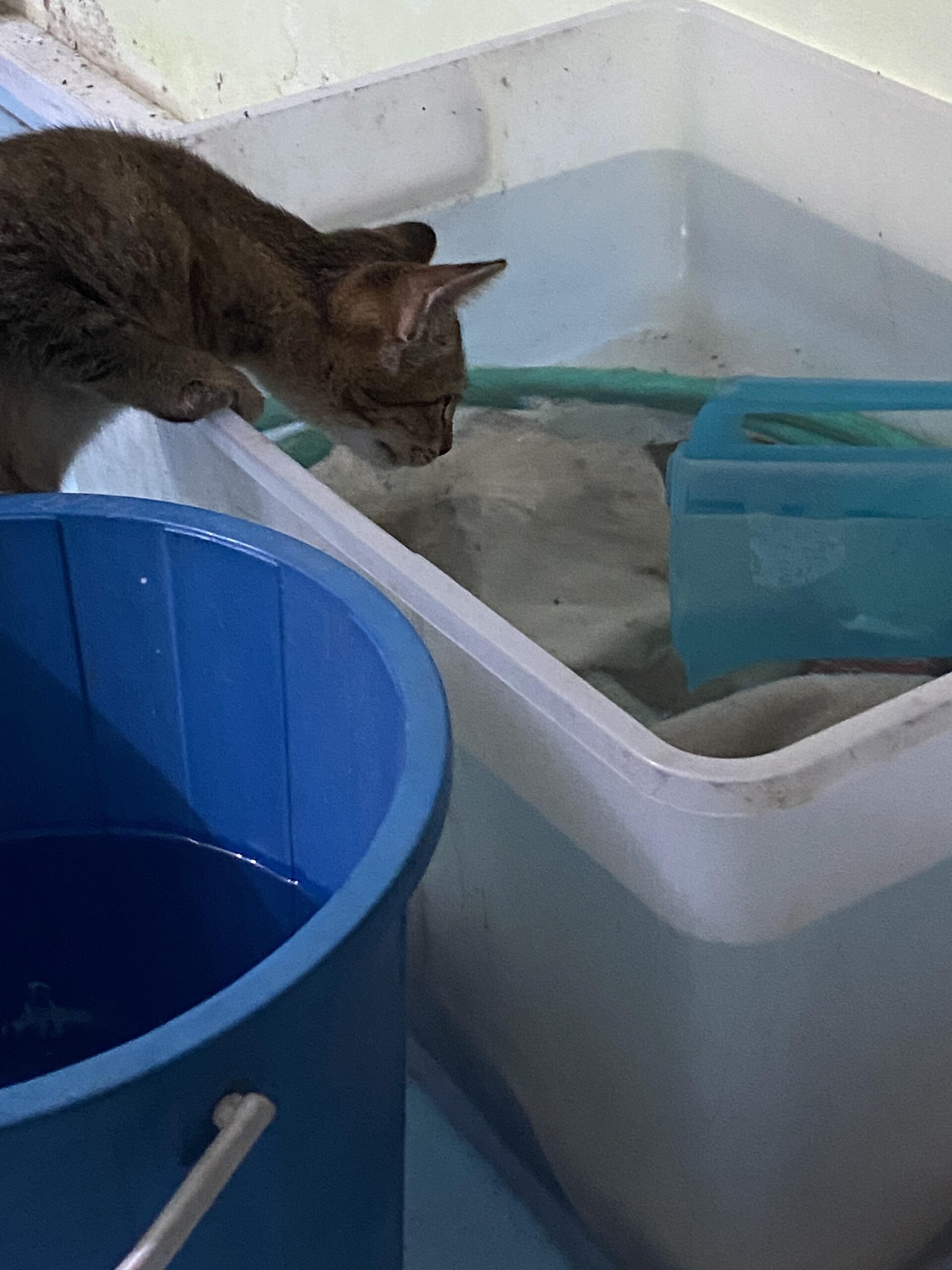 An application scenario or product detail of should cats drink cold water - Image 22