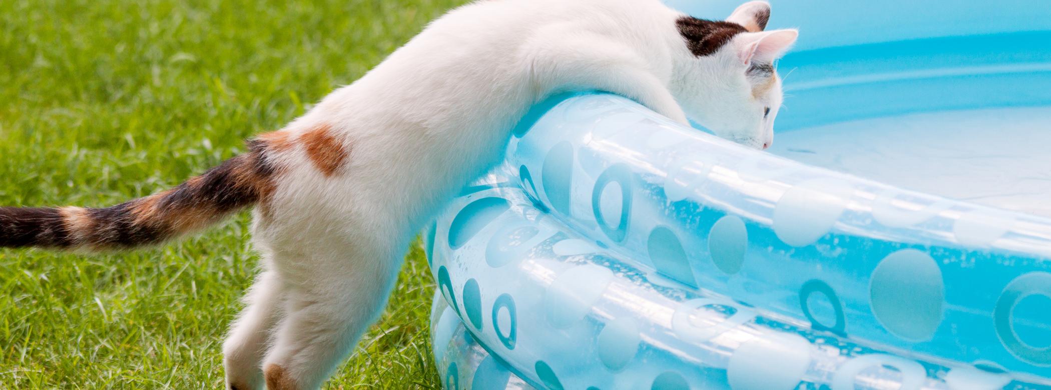An application scenario or product detail of should cats drink cold water - Image 23
