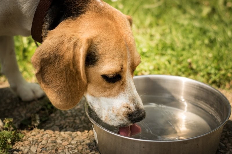 An application scenario or product detail of should dogs drink cold or room temperature water - Image 7