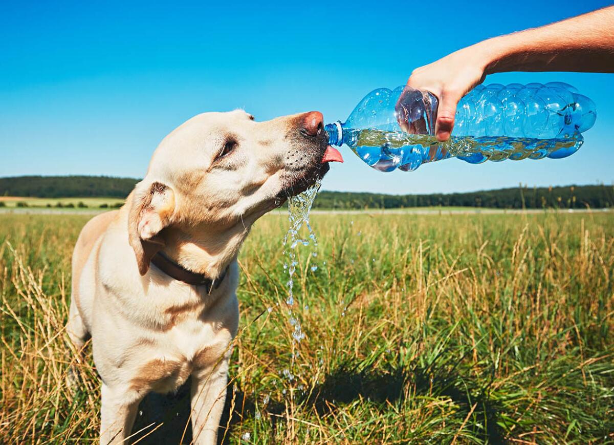 An application scenario or product detail of should dogs drink cold or room temperature water - Image 10