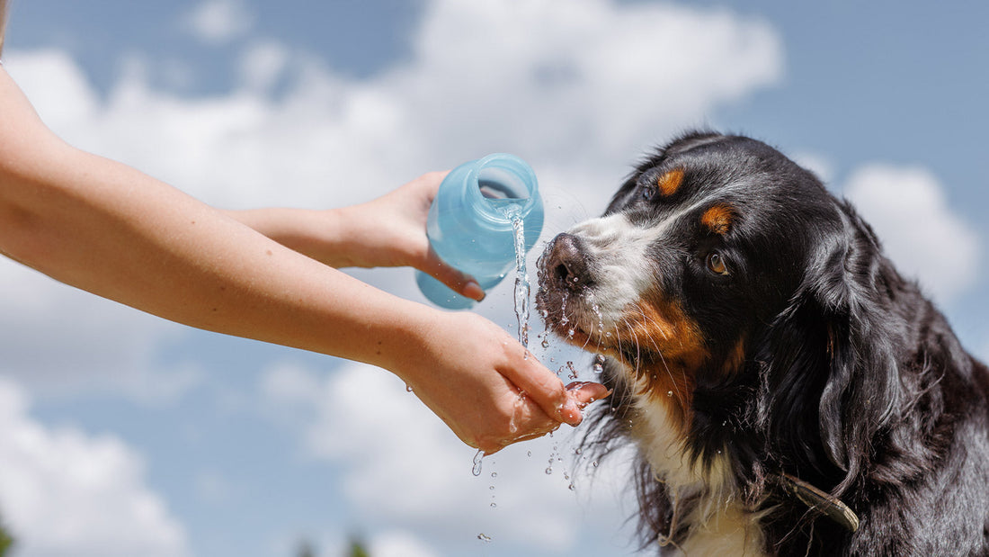 An application scenario or product detail of should dogs drink cold or room temperature water - Image 16