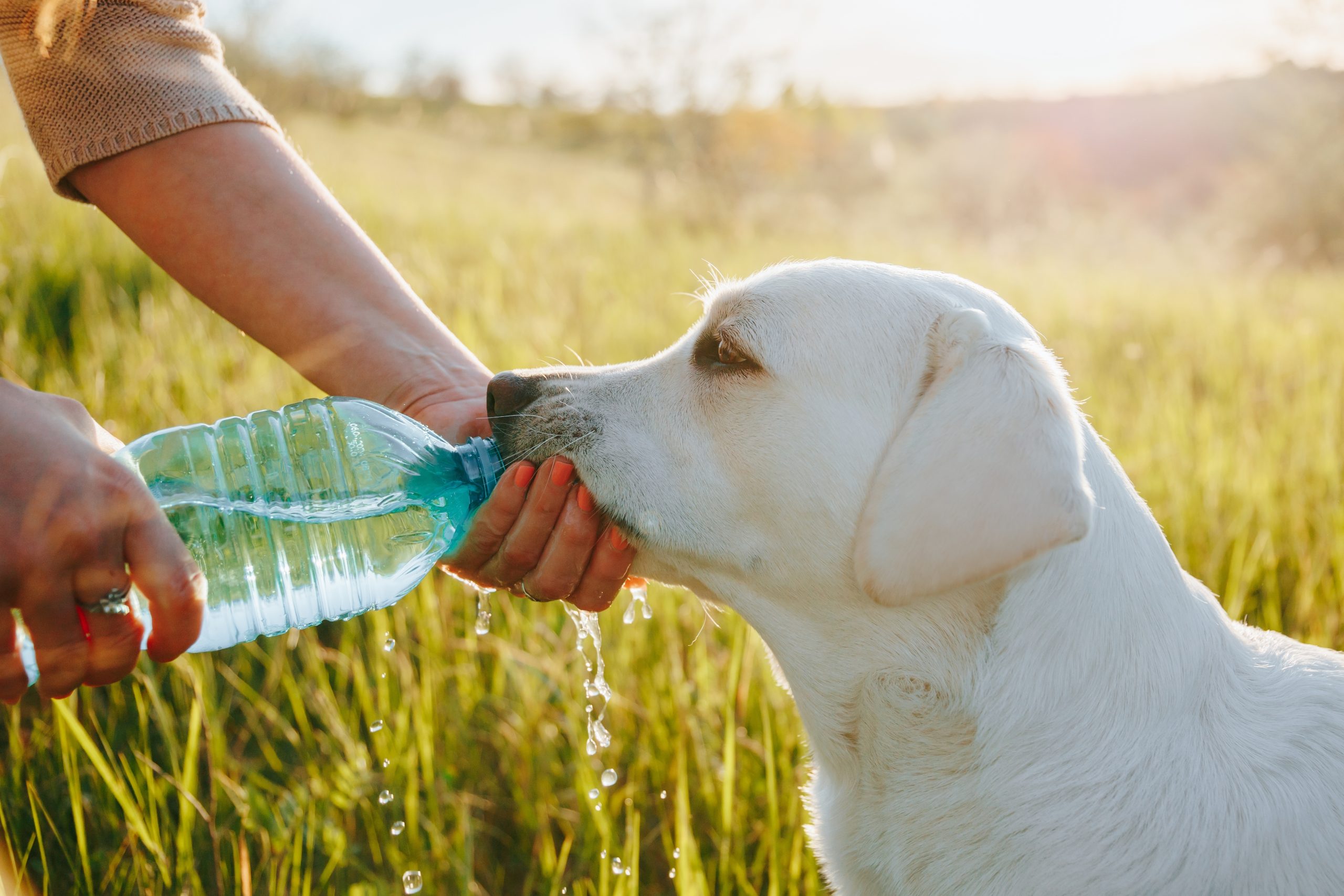 An application scenario or product detail of should dogs drink cold or room temperature water - Image 17