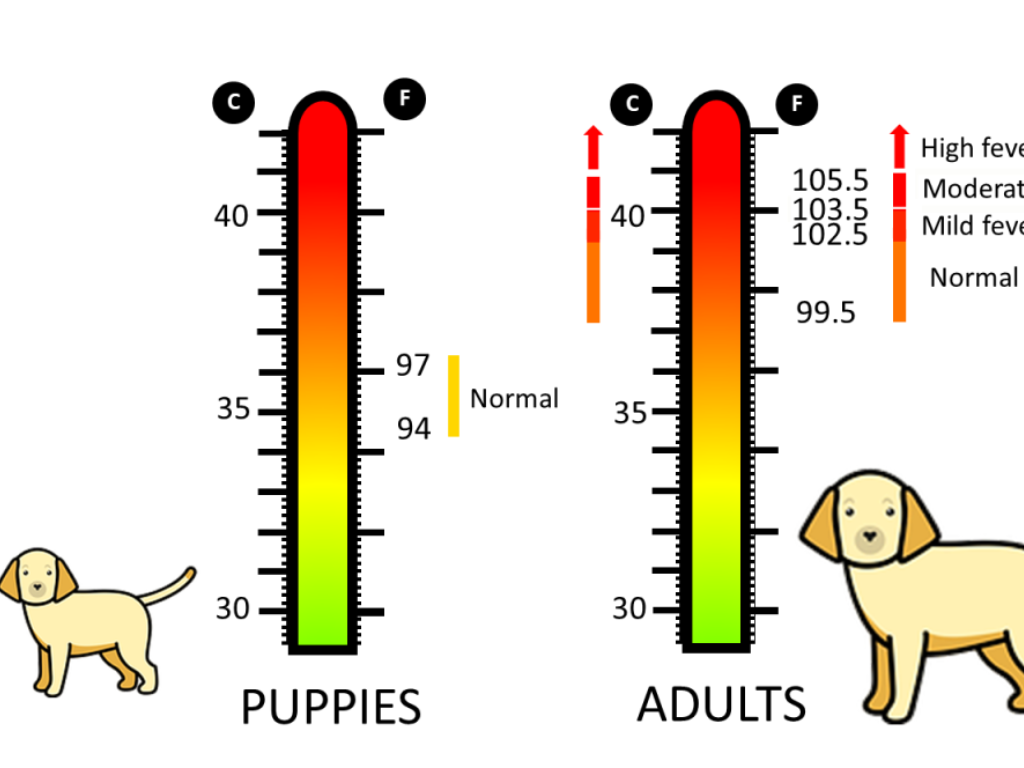 An application scenario or product detail of should dogs drink cold or room temperature water - Image 19