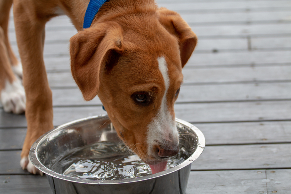 An application scenario or product detail of should dogs drink cold or room temperature water - Image 20