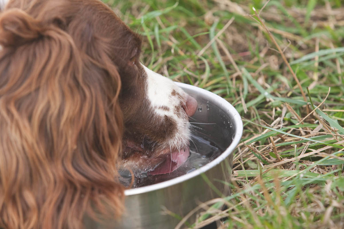 An application scenario or product detail of should dogs drink cold water - Image 7