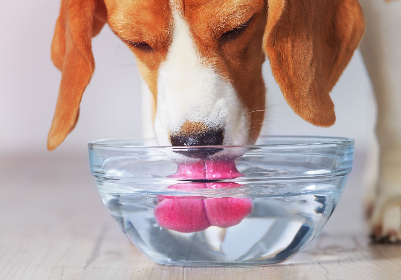 An application scenario or product detail of should dogs drink cold water - Image 11