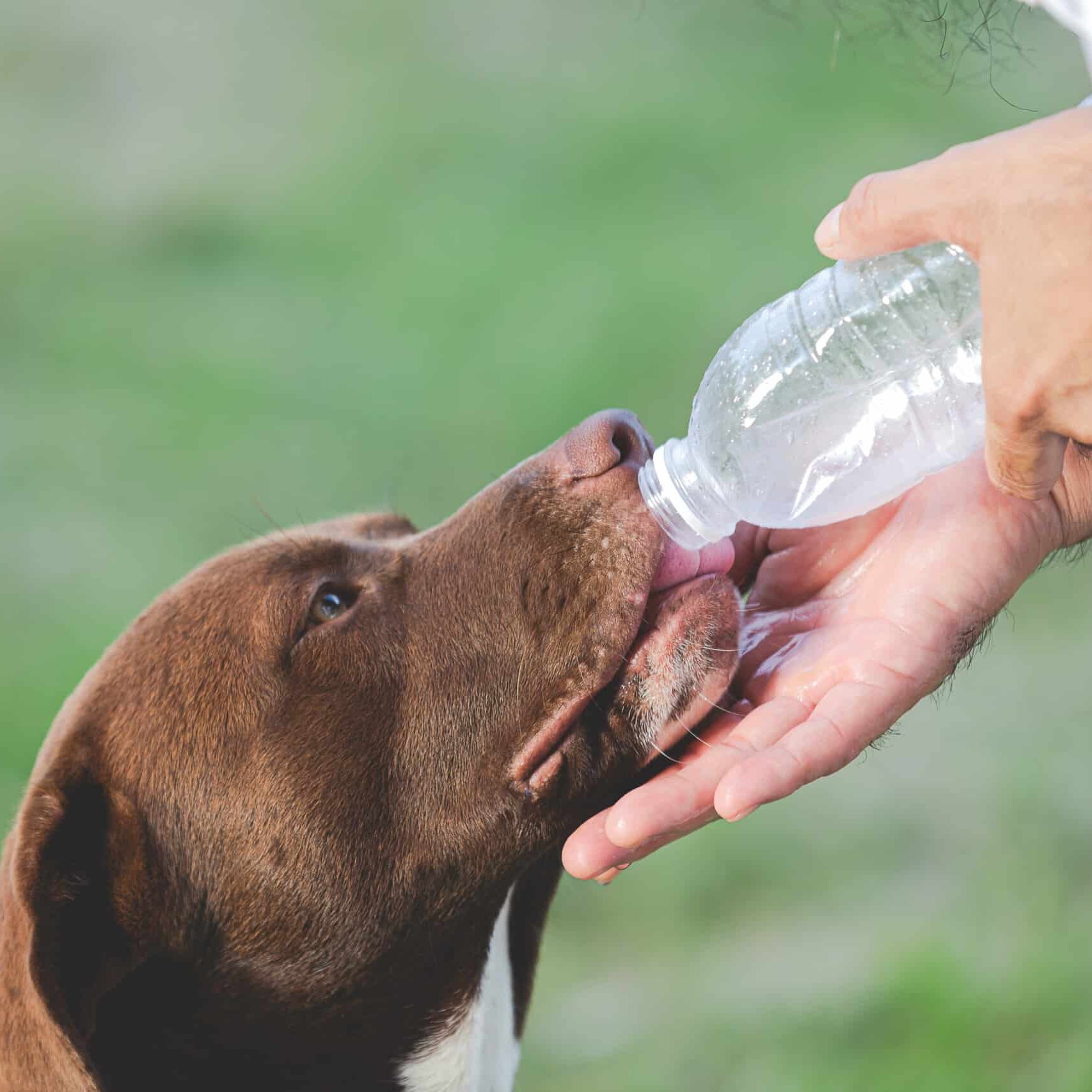 An application scenario or product detail of should dogs drink cold water - Image 12
