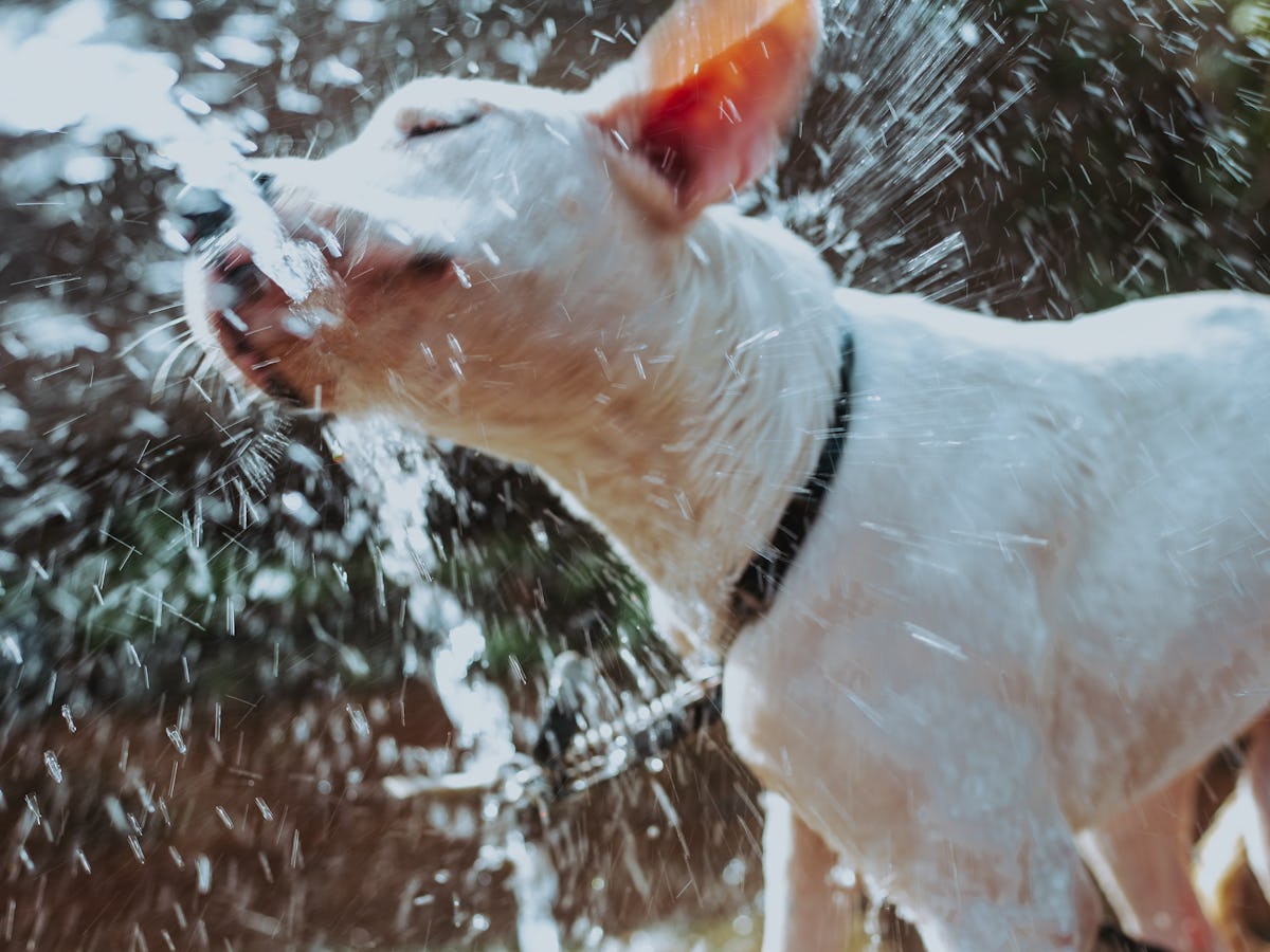 An application scenario or product detail of should dogs drink cold water - Image 16