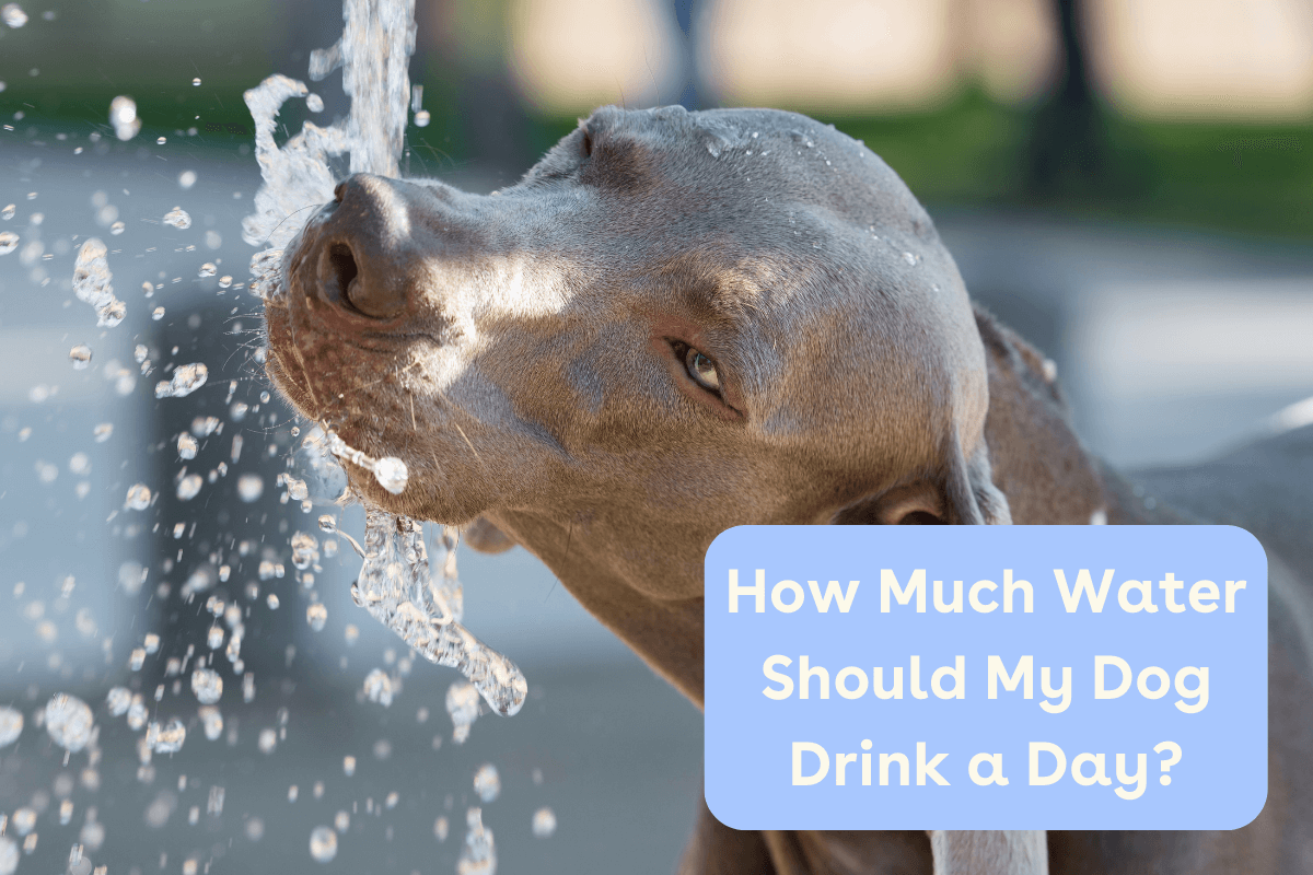 An application scenario or product detail of should dogs drink cold water - Image 18
