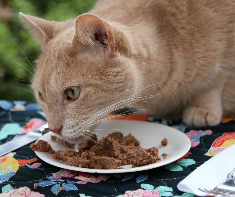 An application scenario or product detail of should i feed my cat wet food - Image 9