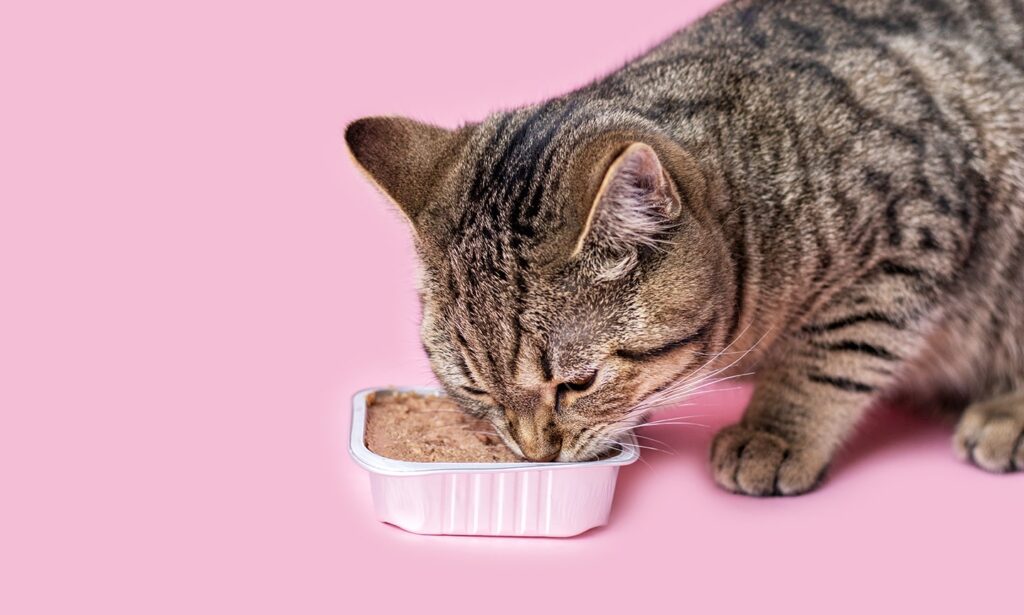An application scenario or product detail of should i feed my cat wet food - Image 16