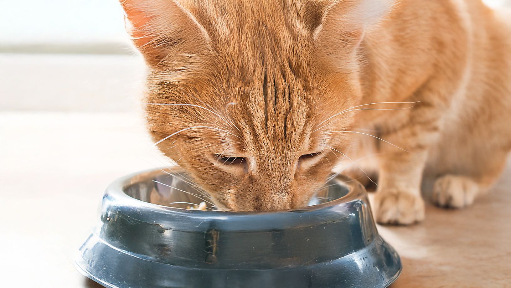 An application scenario or product detail of should i feed my cat wet food - Image 18