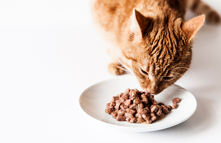 An application scenario or product detail of should i feed my cat wet food or dry food - Image 9