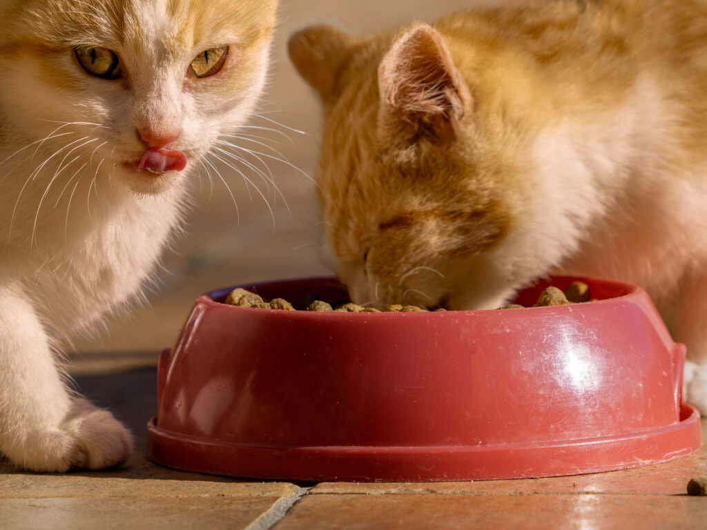 An application scenario or product detail of should i feed my cat wet food or dry food - Image 15