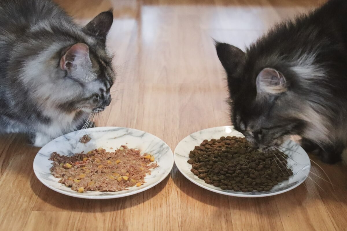An application scenario or product detail of should i feed my cat wet food or dry food - Image 18
