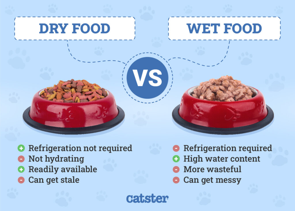 Featured image for the should i feed my cat wet food or dry food guide