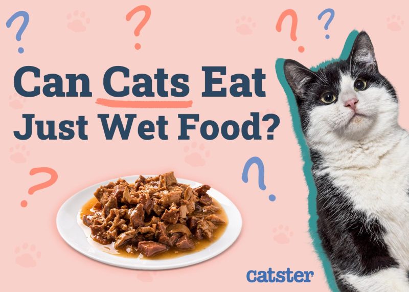 An application scenario or product detail of should i give my cat wet food - Image 4