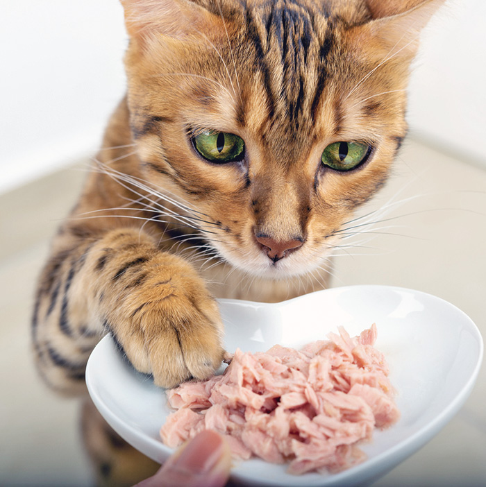 An application scenario or product detail of should i give my cat wet food - Image 23