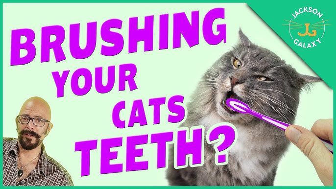An application scenario or product detail of should you brush a cats teeth - Image 3