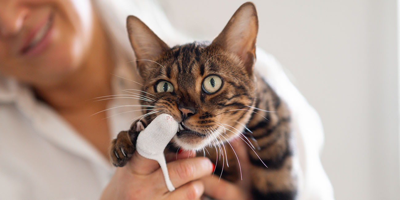An application scenario or product detail of should you brush a cats teeth - Image 10