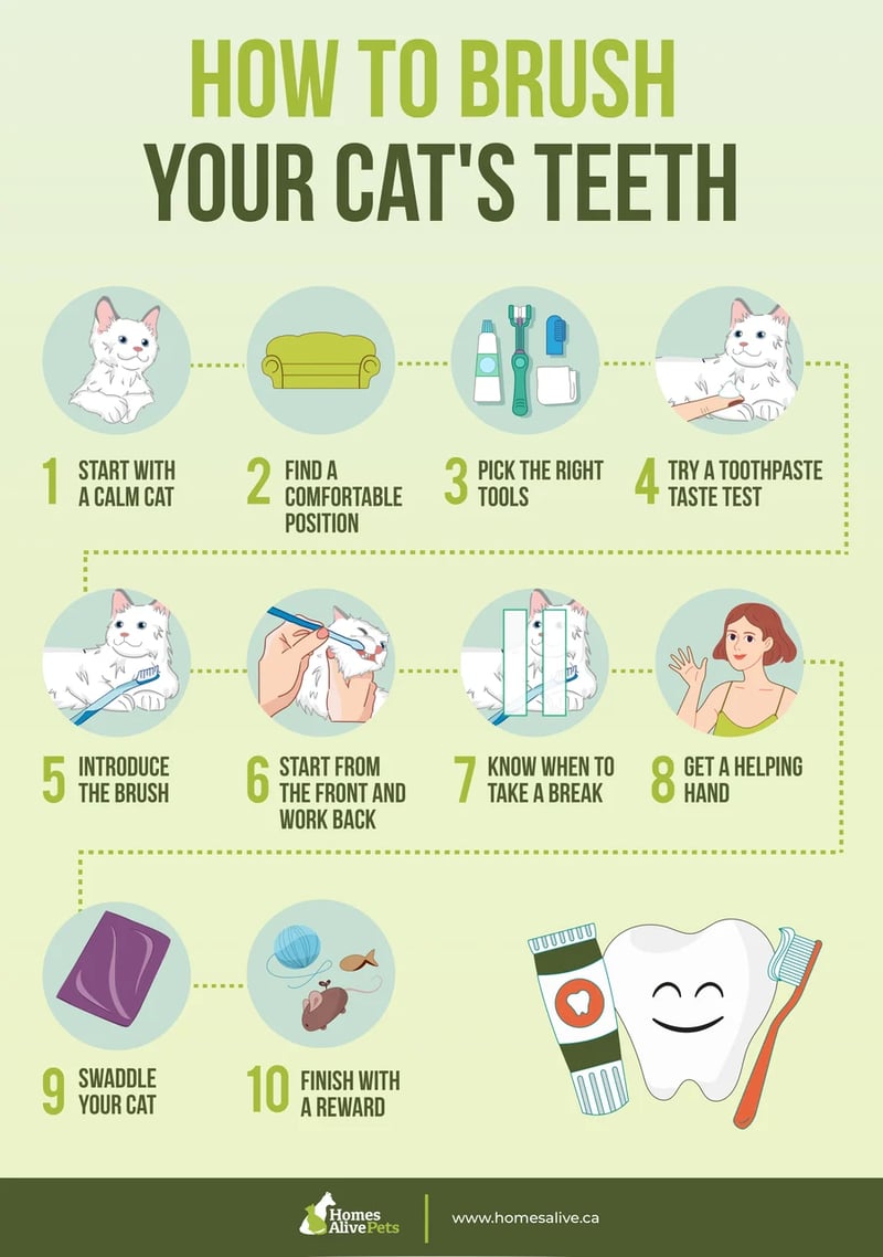 An application scenario or product detail of should you brush a cats teeth - Image 12