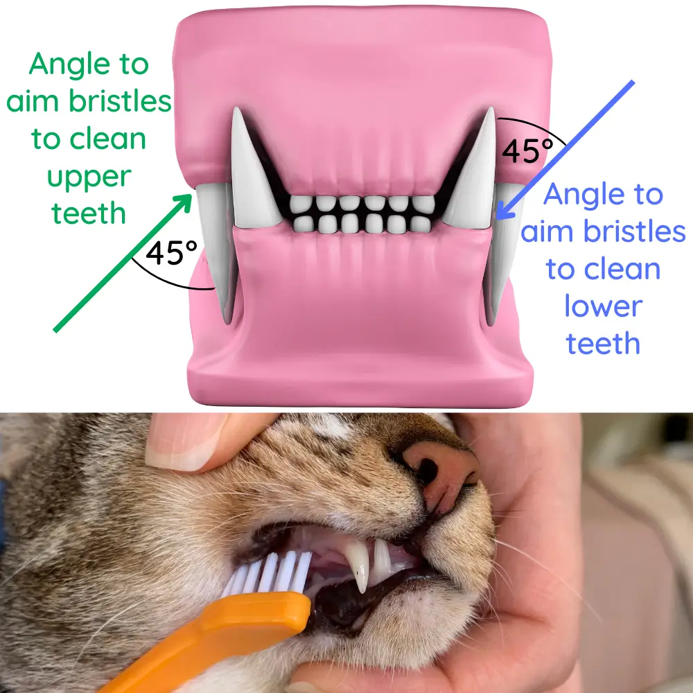 An application scenario or product detail of should you brush a cats teeth - Image 16