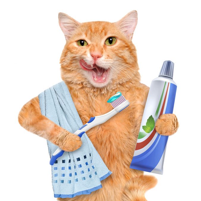 An application scenario or product detail of should you brush a cats teeth - Image 22
