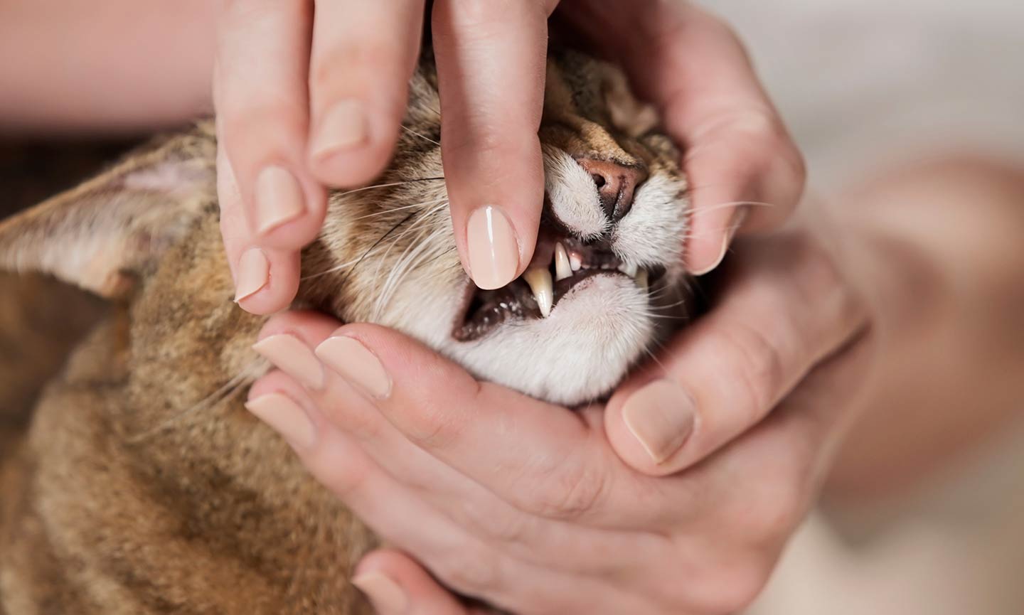 An application scenario or product detail of should you brush a cats teeth - Image 23