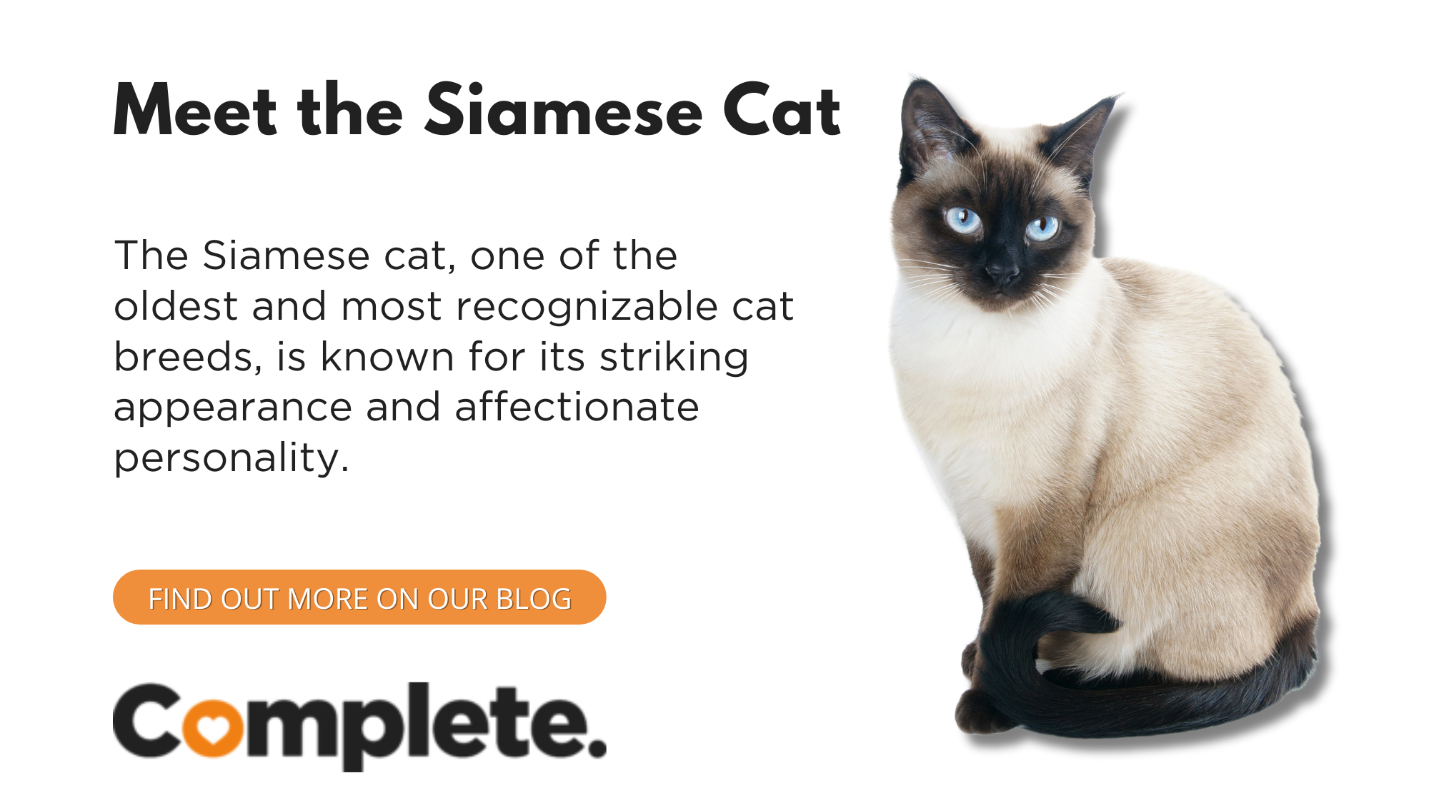 An application scenario or product detail of siamese cat personality - Image 2