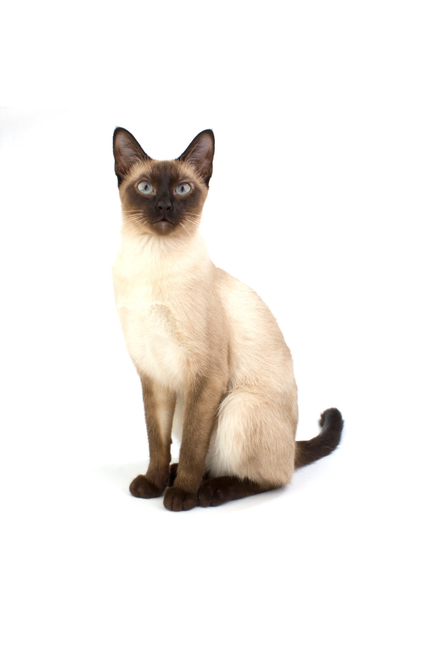 An application scenario or product detail of siamese cat personality - Image 5