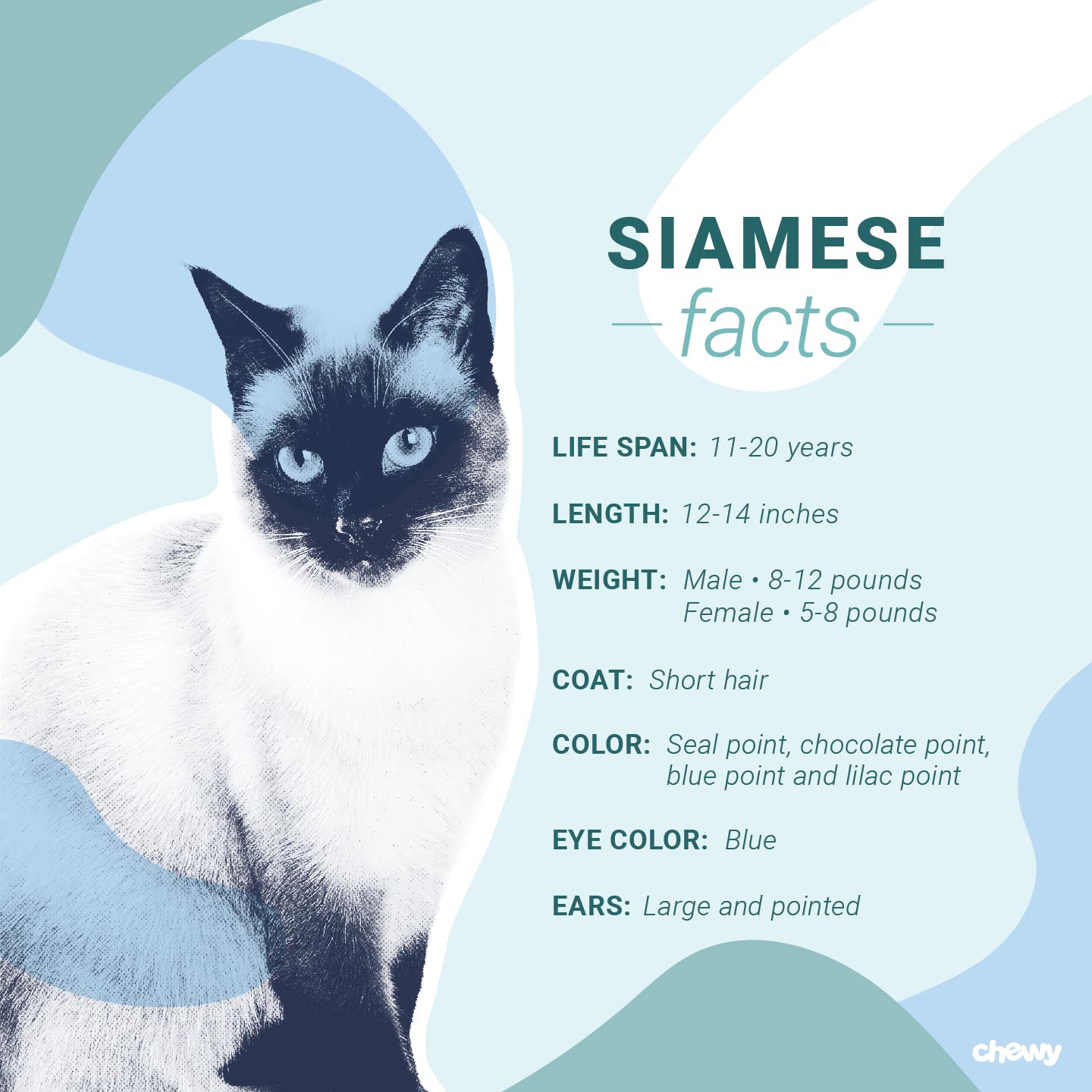 An application scenario or product detail of siamese cat personality - Image 6