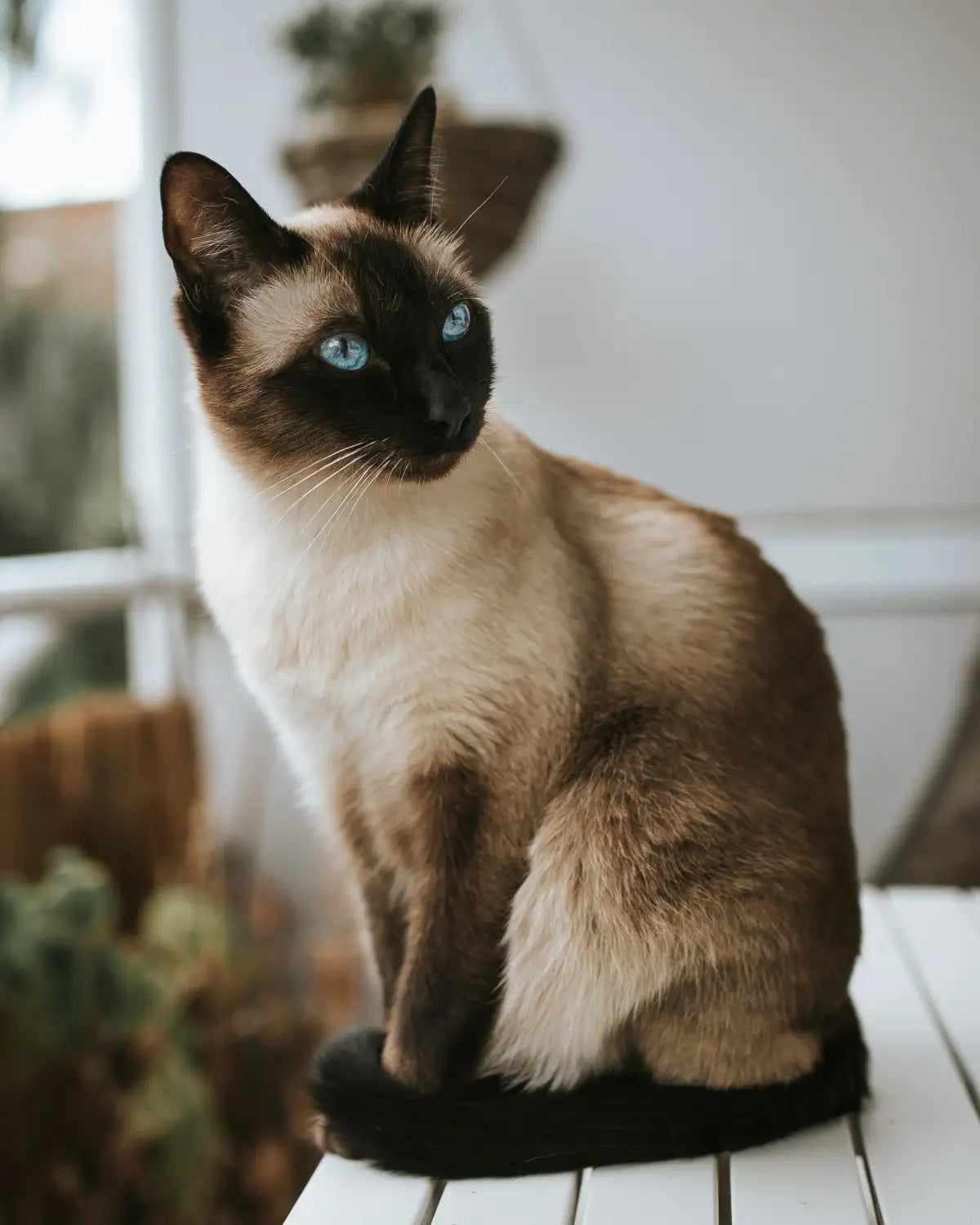 An application scenario or product detail of siamese cat personality - Image 8