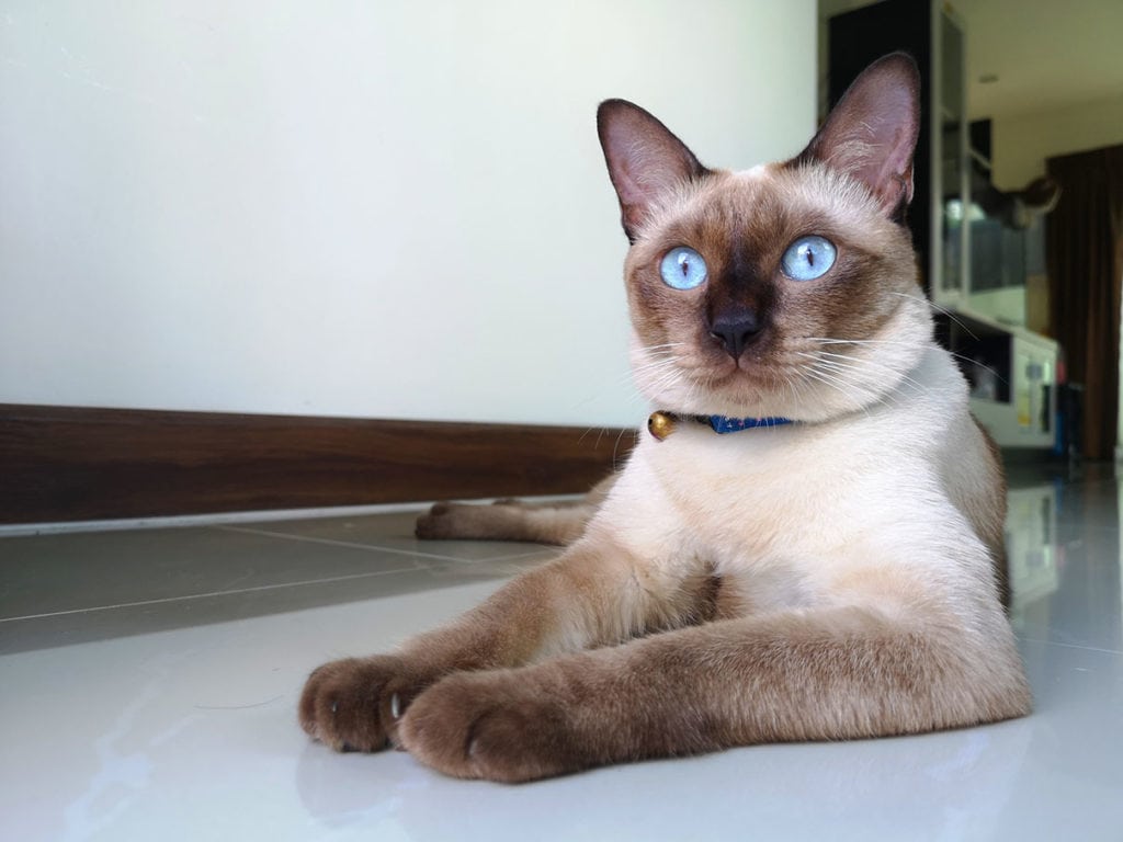 An application scenario or product detail of siamese cat personality - Image 13