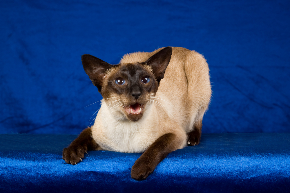 An application scenario or product detail of siamese cat personality - Image 14