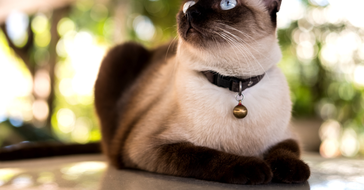 An application scenario or product detail of siamese cat personality - Image 15