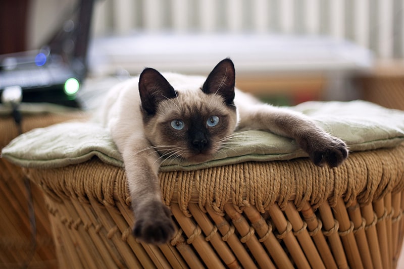 An application scenario or product detail of siamese cat personality - Image 16