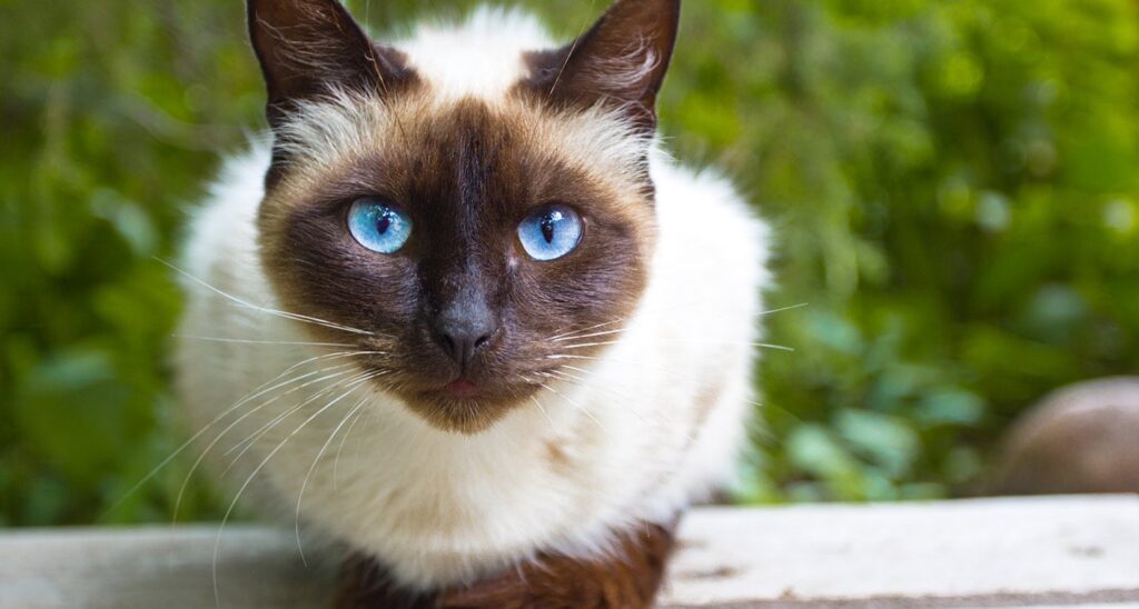 An application scenario or product detail of siamese cat personality - Image 19