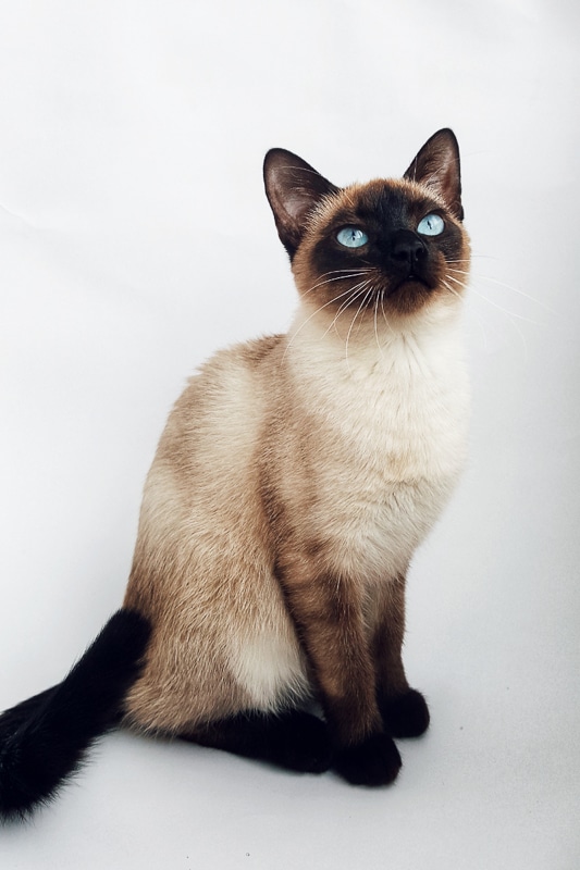 An application scenario or product detail of siamese cat personality - Image 21