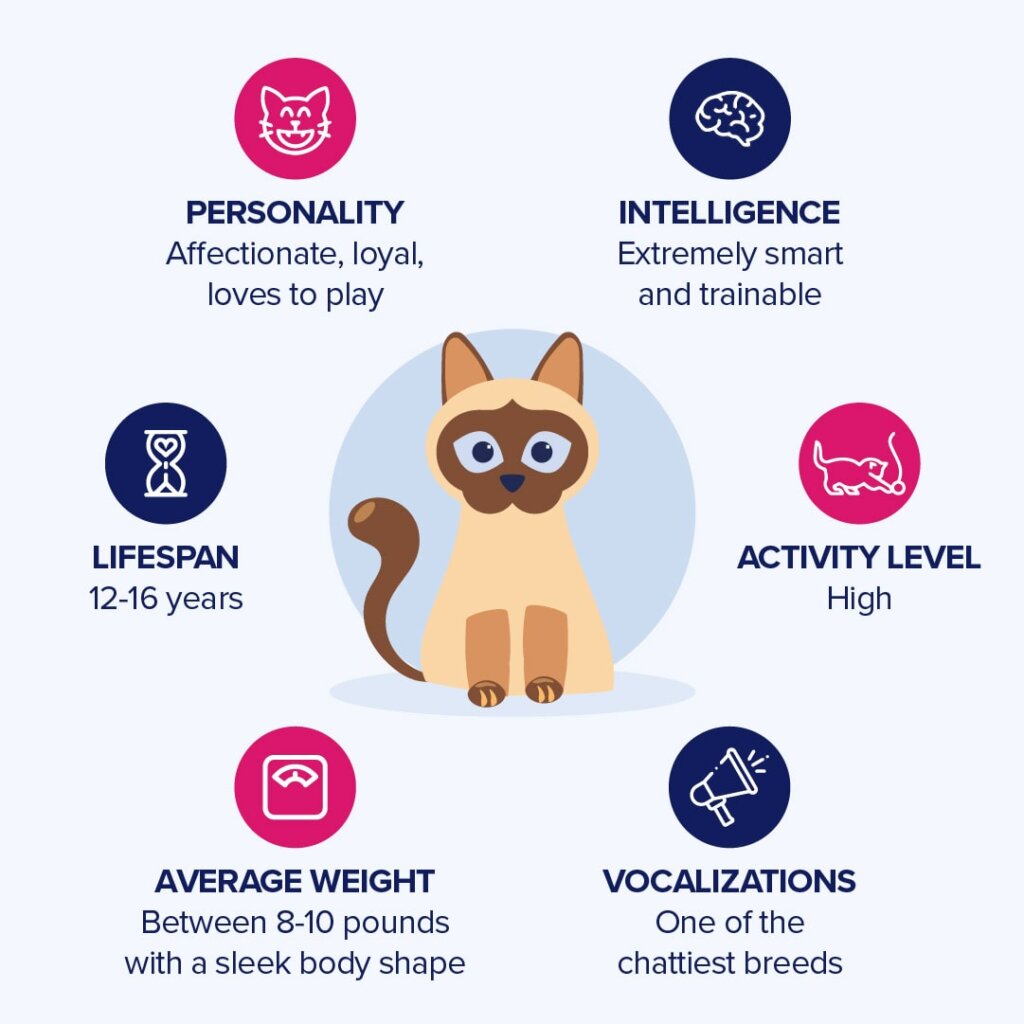 Featured image for the siamese cat personality guide