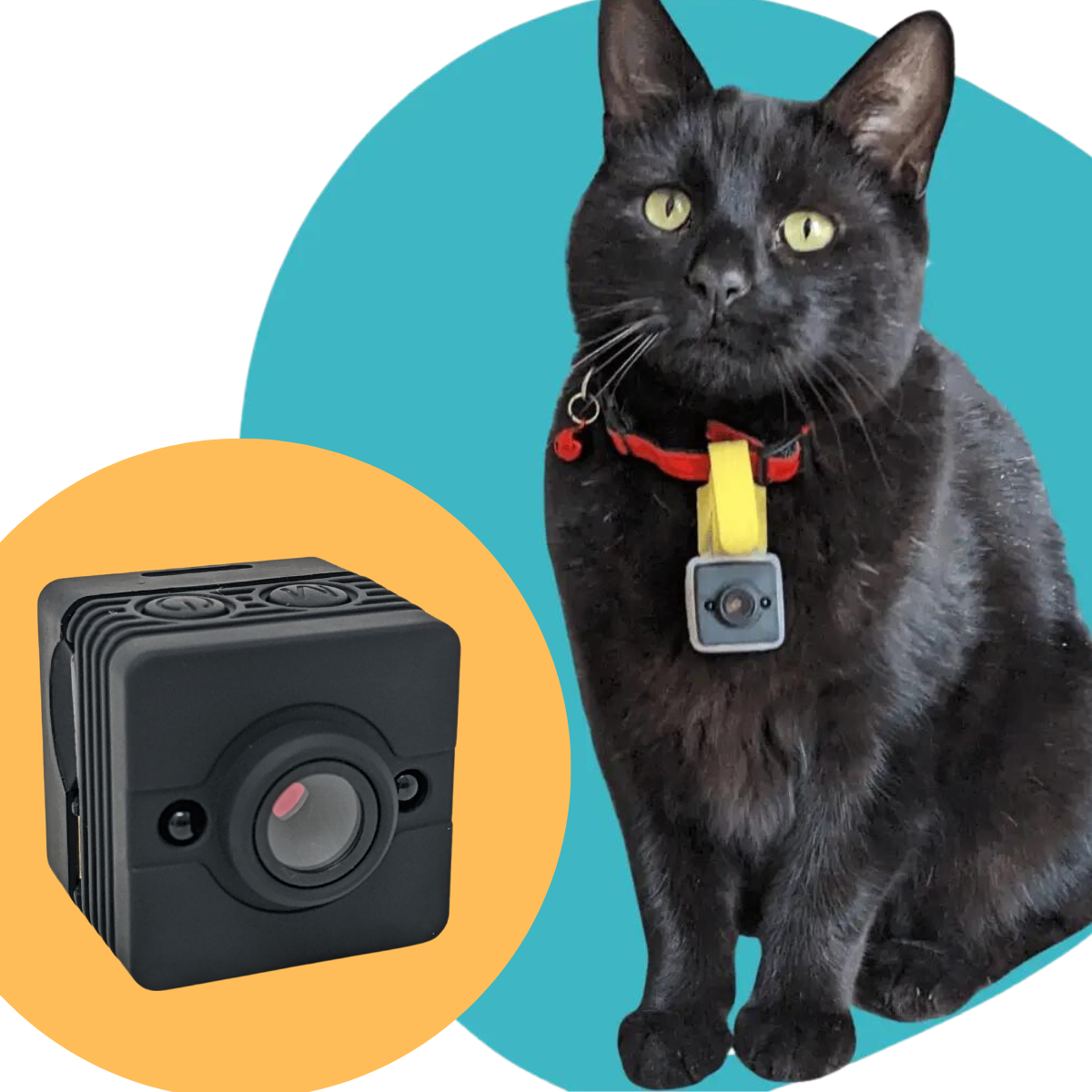 An application scenario or product detail of small cat camera collar - Image 12