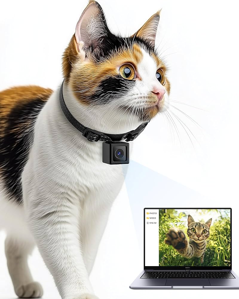 Featured image for the small cat camera collar guide