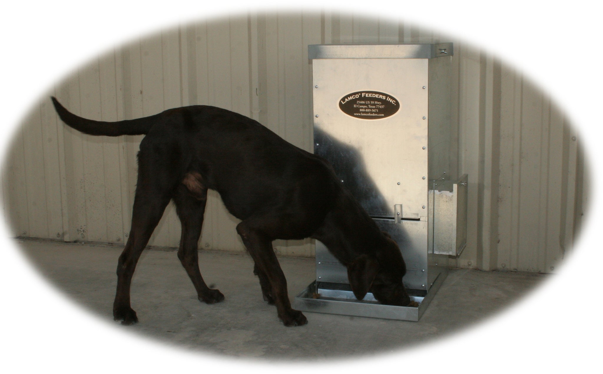An application scenario or product detail of small dog feeder - Image 19
