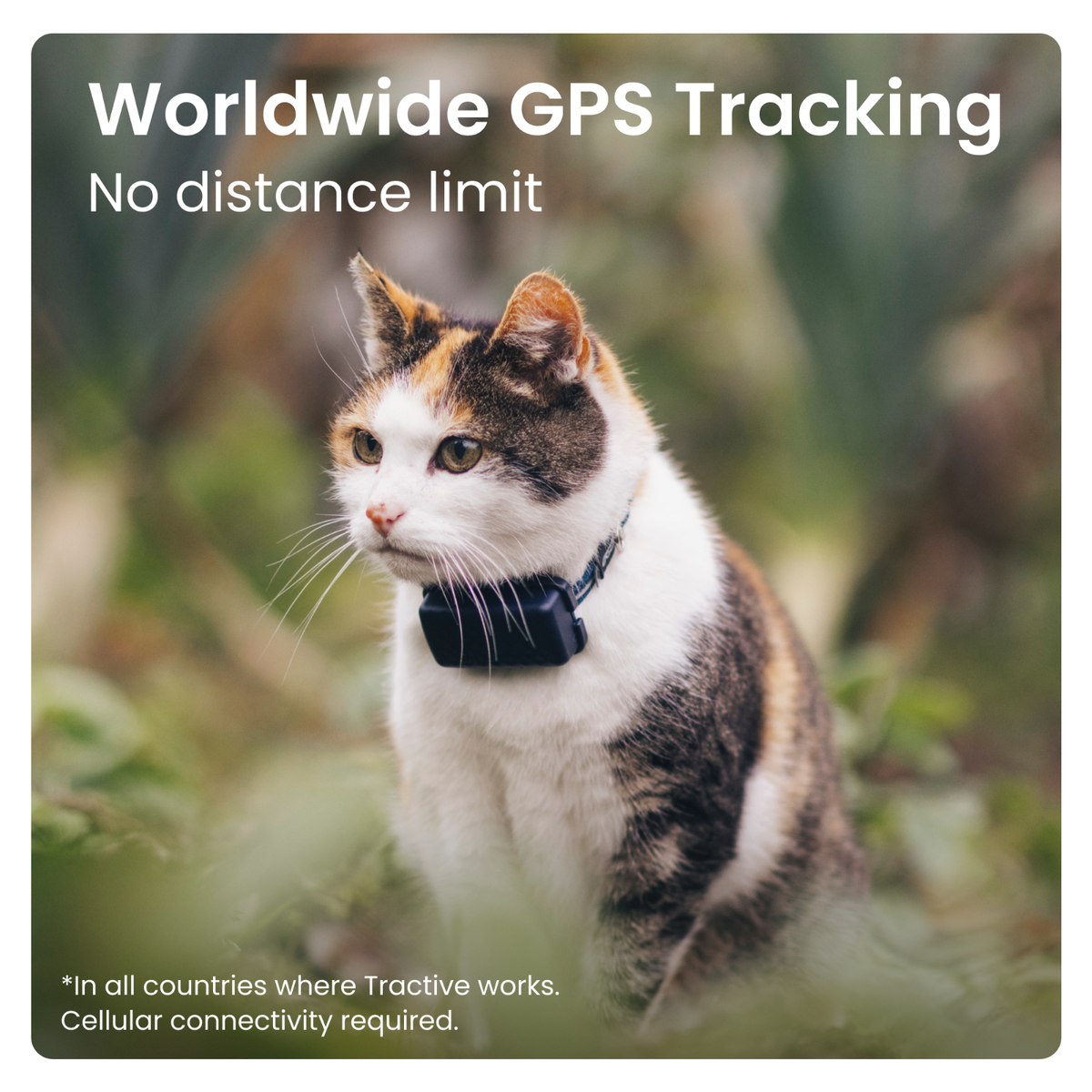 An application scenario or product detail of small gps tracker for cat - Image 1