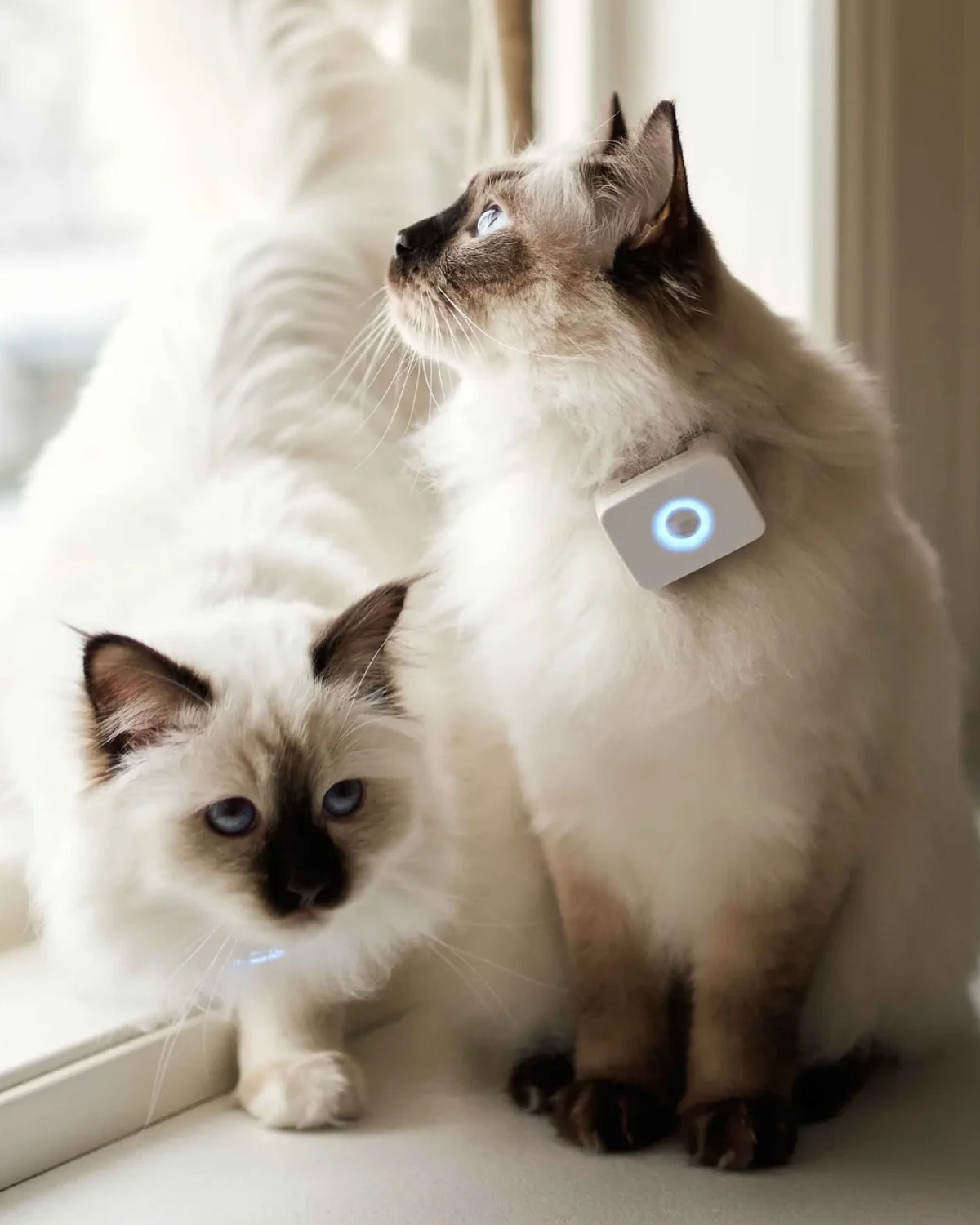 An application scenario or product detail of small gps tracker for cat - Image 12