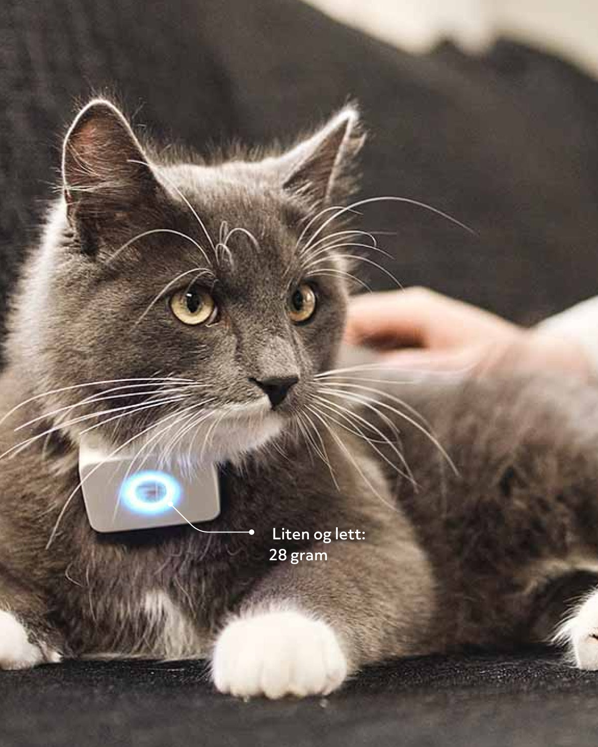 An application scenario or product detail of small gps tracker for cat - Image 19