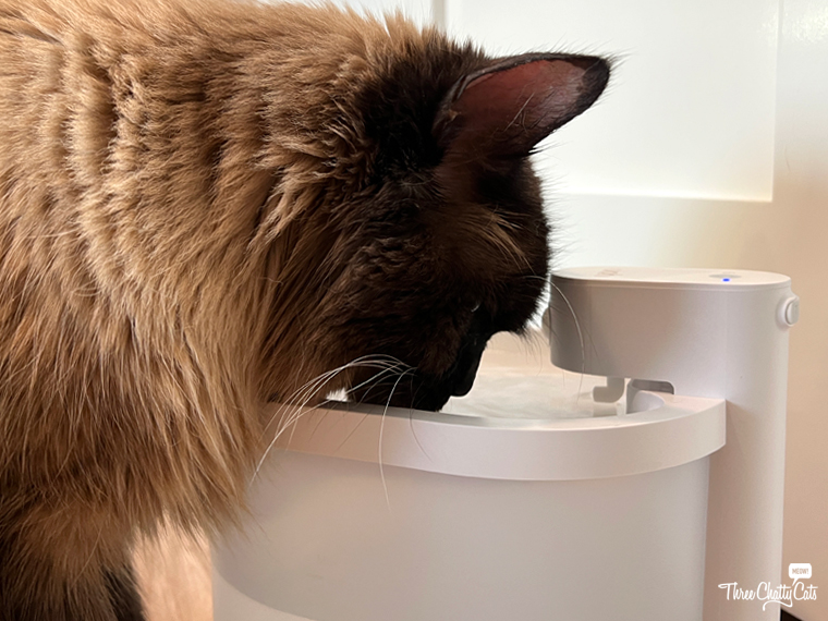An application scenario or product detail of smart cat drinking fountain - Image 19